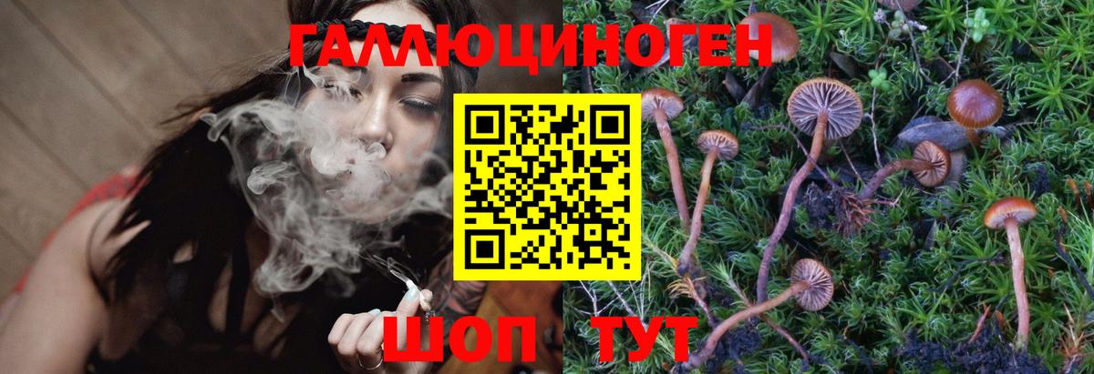 купить наркотик  Галлюциногенные грибы Psilocybe  Галлюциногенные грибы прущие грибы  Вход с VPN  Бердск 